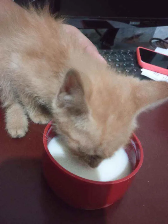 Gato ra a Não sei idade 2 a 6 meses nome Morgana 