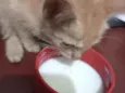 Morgana 