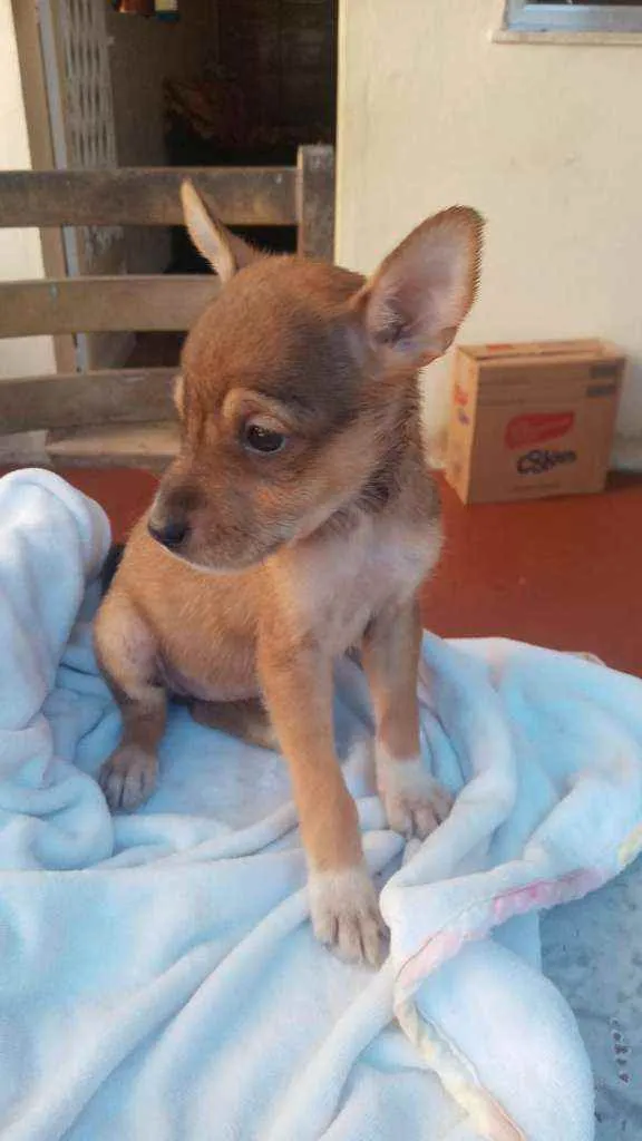 Cachorro ra a SRD idade Abaixo de 2 meses nome July