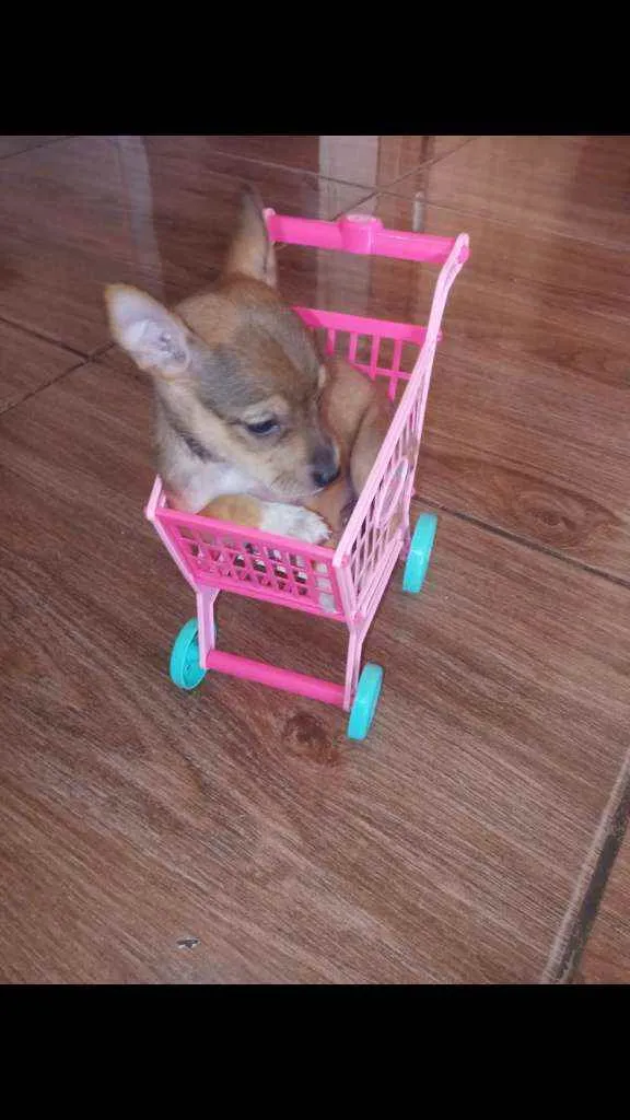 Cachorro ra a SRD idade Abaixo de 2 meses nome July