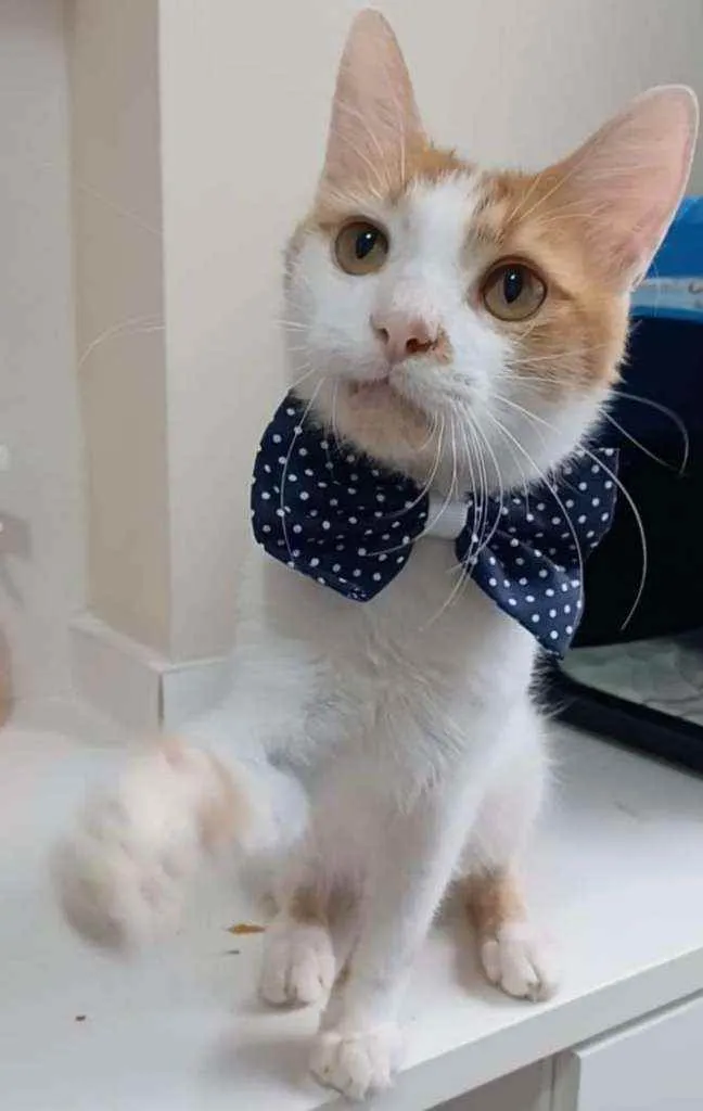 Gato ra a srd bicolor idade 7 a 11 meses nome * OZZI *