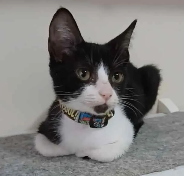 Gato ra a srd frajolinha  idade 7 a 11 meses nome * BETHÂNIA *