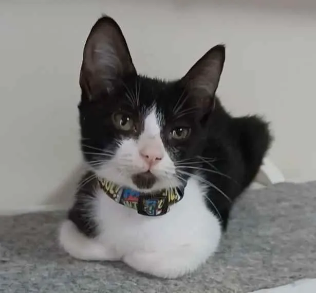 Gato ra a srd frajolinha  idade 7 a 11 meses nome * BETHÂNIA *