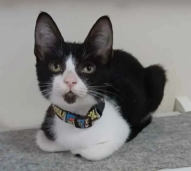 Gato ra a srd frajolinha  idade 7 a 11 meses nome * BETHÂNIA *