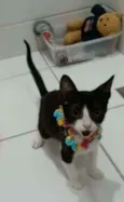 * BETHÂNIA *
