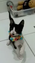 * BETHÂNIA *