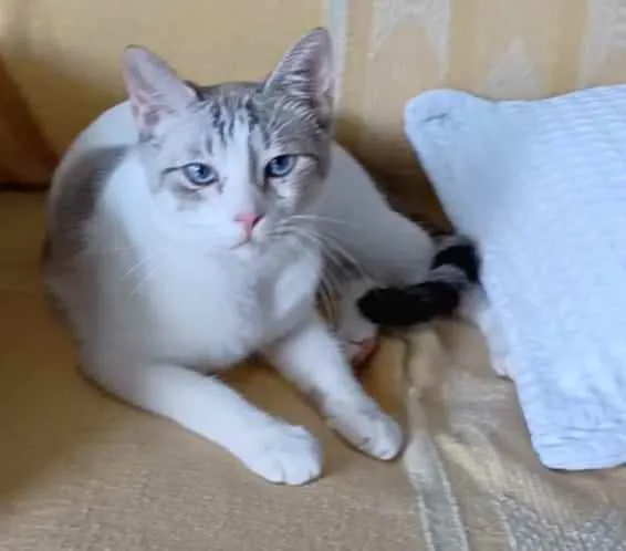 Gato ra a srd bicolor idade 7 a 11 meses nome * SNOW *