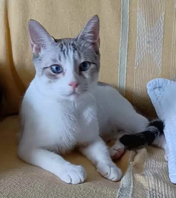 Gato ra a srd bicolor idade 7 a 11 meses nome * SNOW *