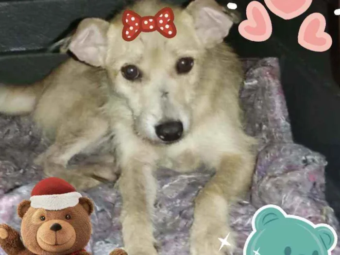 Cachorro ra a Srd idade 3 anos nome Baby