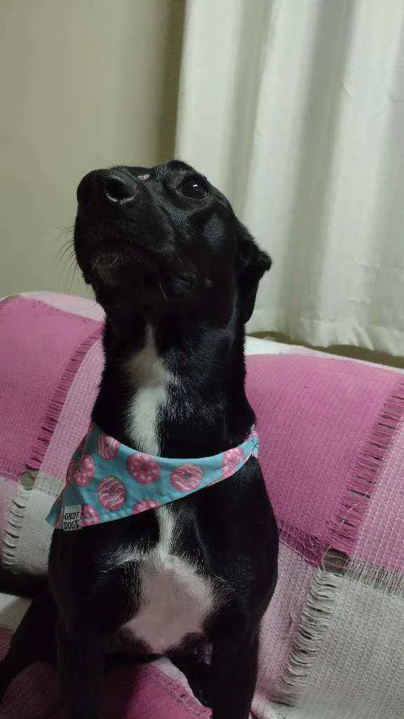 Cachorro ra a Sem raça definida idade 2 anos nome Zoe