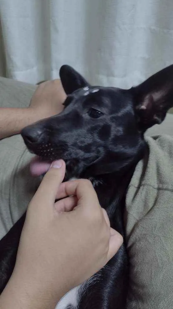 Cachorro ra a Sem raça definida idade 2 anos nome Zoe