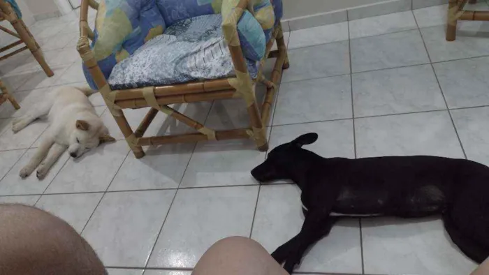 Cachorro ra a Sem raça definida idade 2 anos nome Zoe