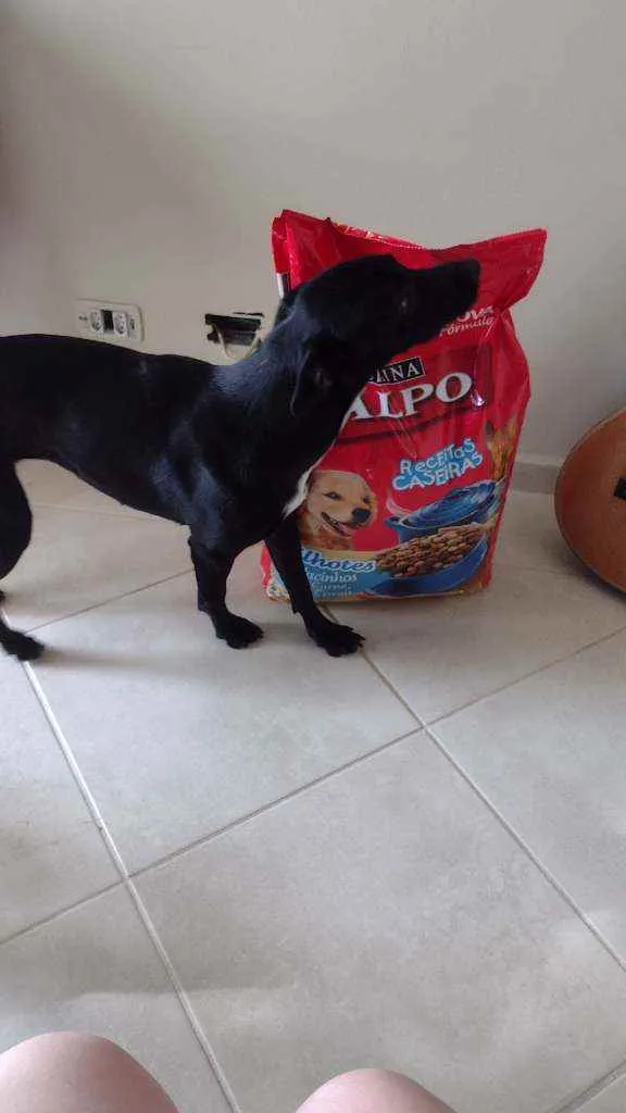 Cachorro ra a Sem raça definida idade 2 anos nome Zoe