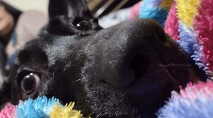 Cachorro ra a Sem raça definida idade 2 anos nome Zoe