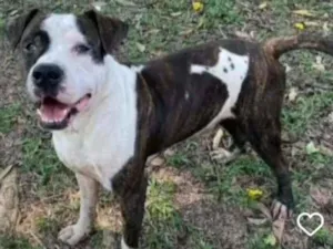 Cachorro raça Pitbull idade 3 anos nome Bolt