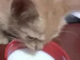 Morgana 