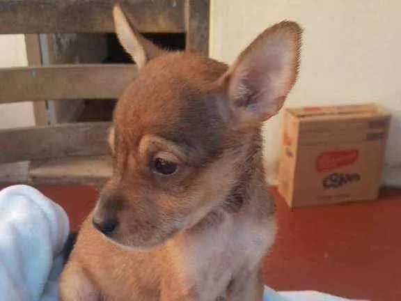Cachorro ra a SRD idade Abaixo de 2 meses nome July