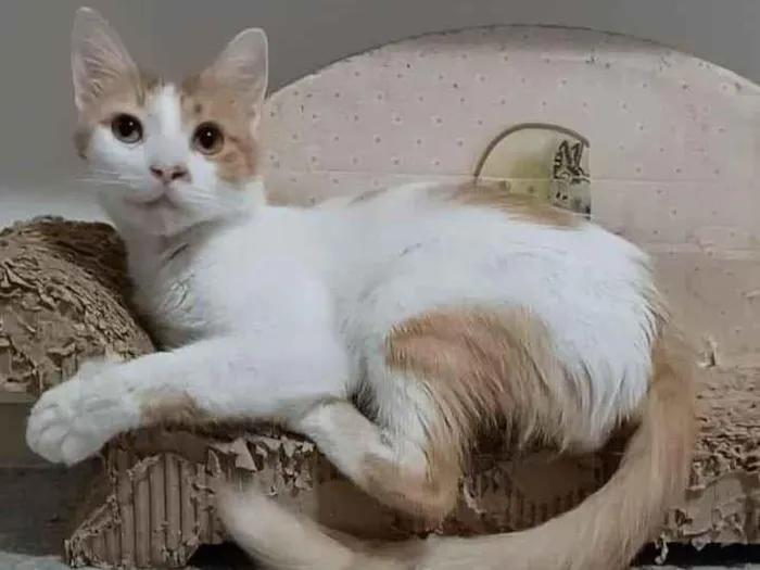 Gato ra a srd bicolor idade 7 a 11 meses nome * OZZI *