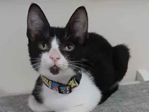 Gato raça srd frajolinha  idade 7 a 11 meses nome * BETHÂNIA *