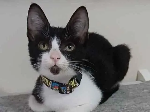Gato ra a srd frajolinha  idade 7 a 11 meses nome * BETHÂNIA *