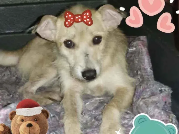 Cachorro ra a Srd idade 3 anos nome Baby