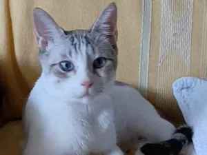 Gato raça srd bicolor idade 7 a 11 meses nome * SNOW *