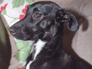 Cachorro raça Sem raça definida idade 2 anos nome Zoe