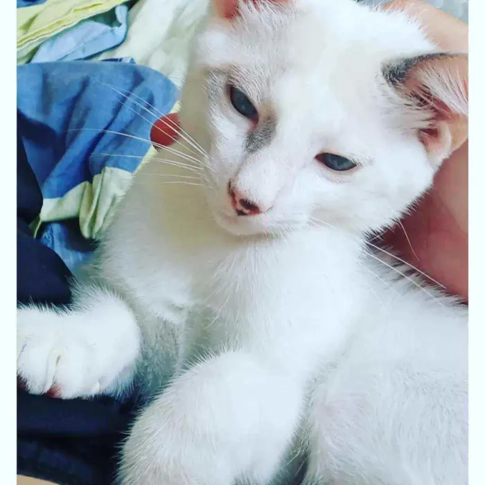 Gato ra a Virá lata idade 7 a 11 meses nome Thor