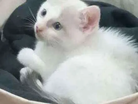 Gato ra a Virá lata idade 7 a 11 meses nome Thor