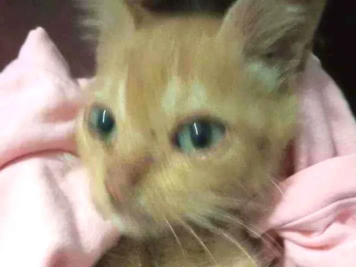 Gato ra a Não sei idade 2 a 6 meses nome Morgana 