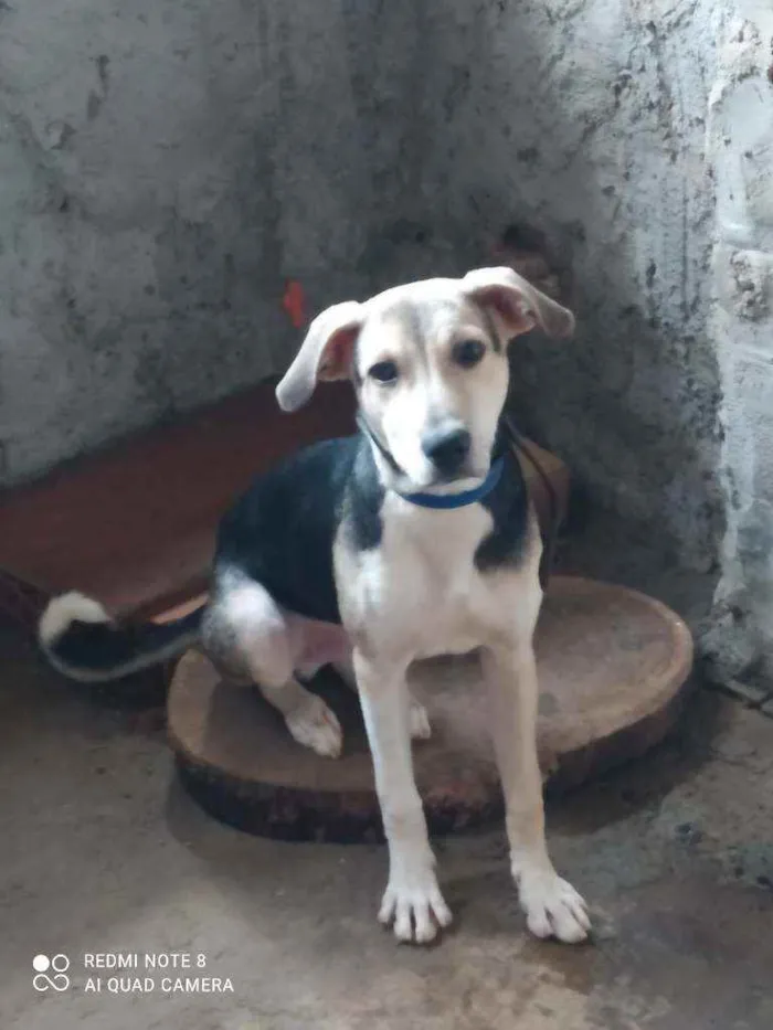 Cachorro ra a Não tem idade 1 ano nome Baruk