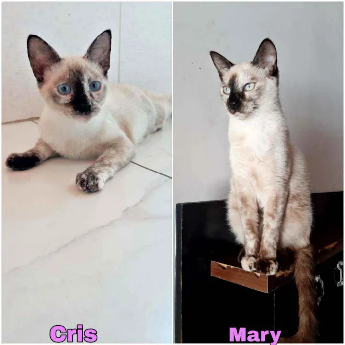 Gato ra a SRD idade 2 a 6 meses nome Mary e Cris