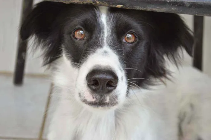 Cachorro ra a Vira-lata idade 6 ou mais anos nome Simba