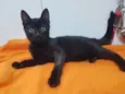 Gato raça Srd  idade 2 a 6 meses nome Nit
