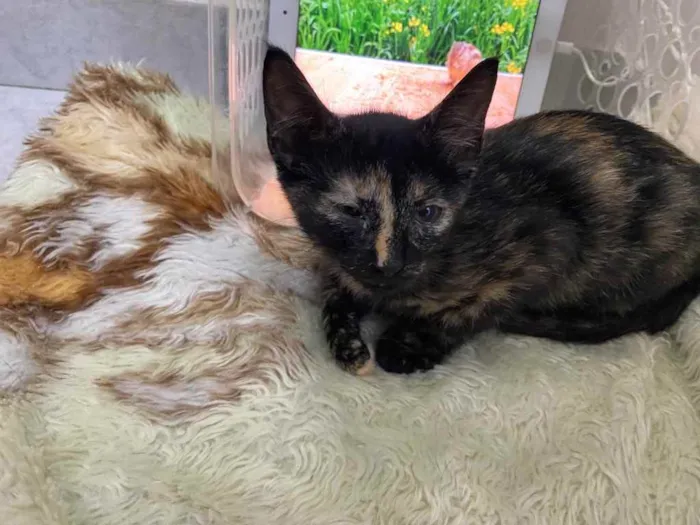 Gato raça Srd idade Abaixo de 2 meses nome Natasha