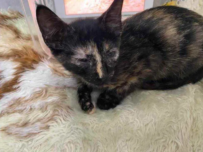 Gato raça Srd idade Abaixo de 2 meses nome Natasha