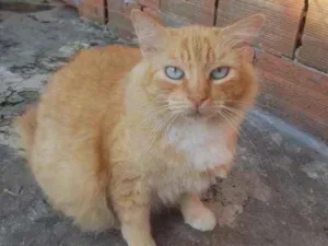 Gato raça Srd idade 1 ano nome Garfield 