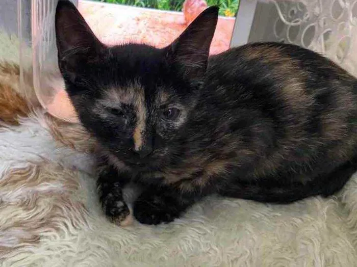 Gato raça Srd idade Abaixo de 2 meses nome Natasha