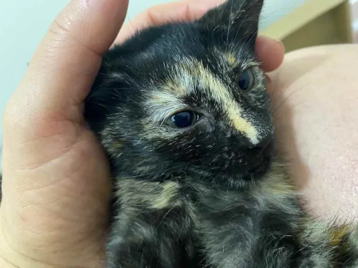 Gato raça Srd idade Abaixo de 2 meses nome Natasha