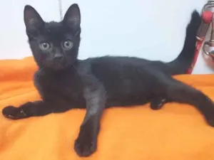 Gato raça Srd  idade 2 a 6 meses nome Nit