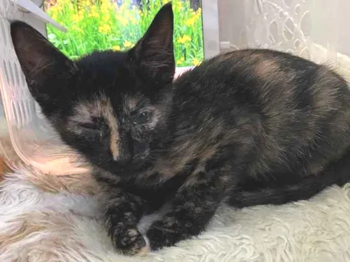 Gato raça Srd idade Abaixo de 2 meses nome Natasha