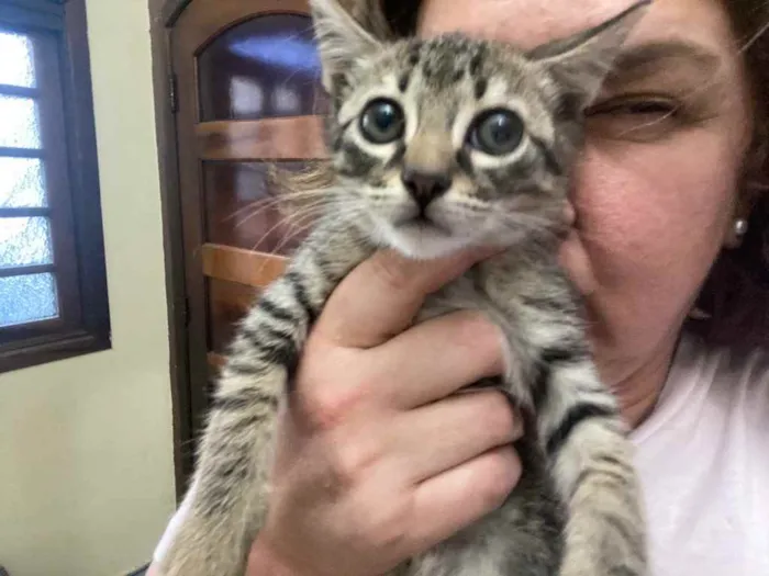 Gato raça Srd idade 2 a 6 meses nome Olivia