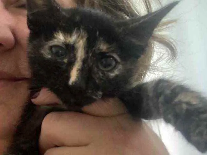 Gato raça Srd idade Abaixo de 2 meses nome Natasha