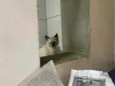 Gato raça Srd idade Abaixo de 2 meses nome Sem nome