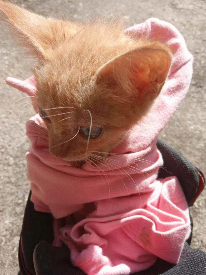 Gato ra a Não sei idade 2 a 6 meses nome Morgana 