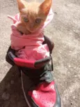 Morgana 