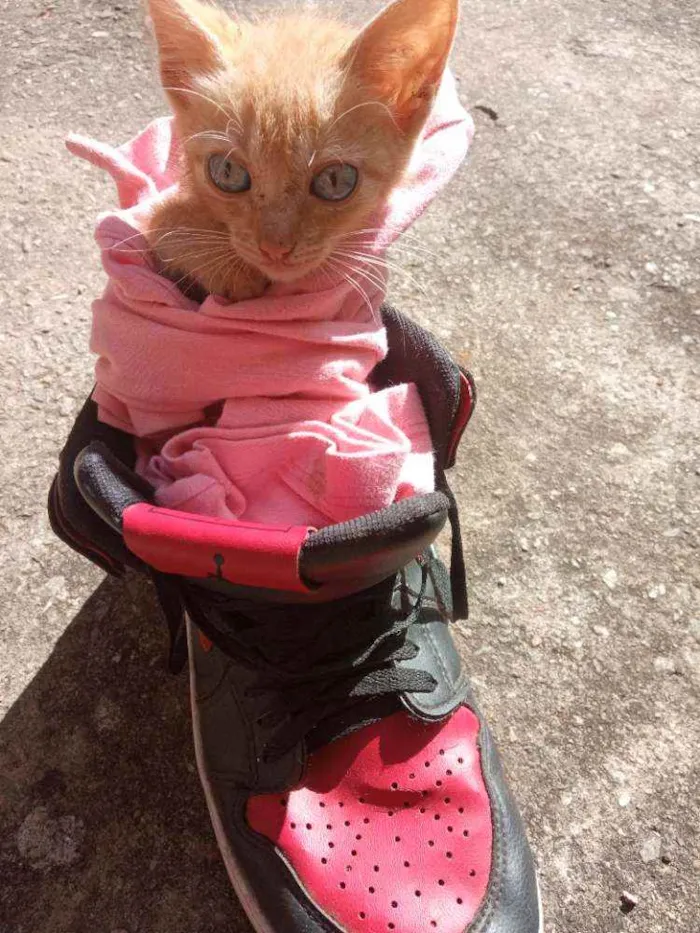 Gato ra a Não sei idade 2 a 6 meses nome Morgana 