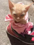Morgana 
