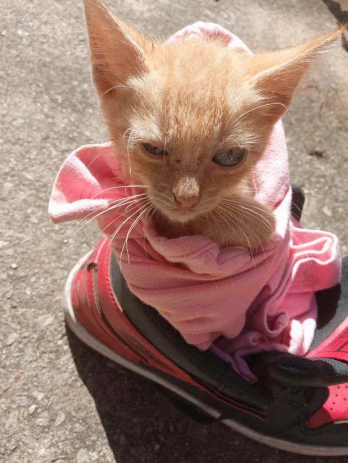 Gato ra a Não sei idade 2 a 6 meses nome Morgana 