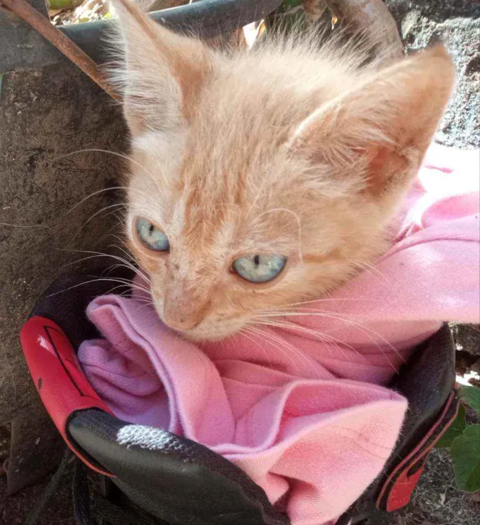 Gato ra a Não sei idade 2 a 6 meses nome Morgana 